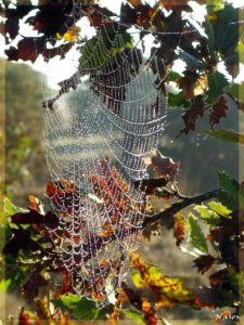 529389_417129948373980_1280630735_n